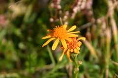 Jacobaea abrotanifolia