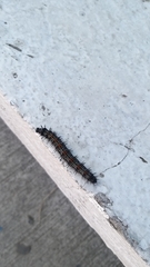 Nymphalis antiopa antiopa