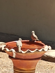 Columbina inca