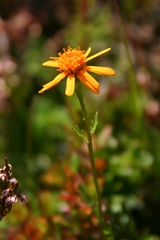 Jacobaea abrotanifolia