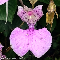 Comparettia macroplectron