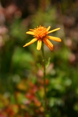 Jacobaea abrotanifolia