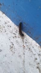 Nymphalis antiopa antiopa