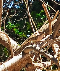 Columbina inca