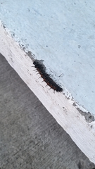 Nymphalis antiopa antiopa