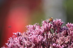 Apis mellifera