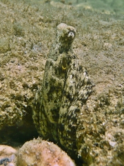 Amphioctopus marginatus