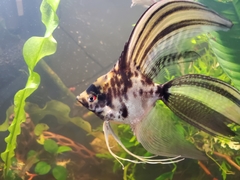 Pterophyllum scalare