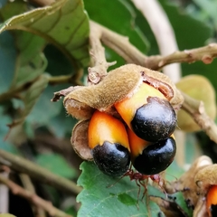 Cupania
