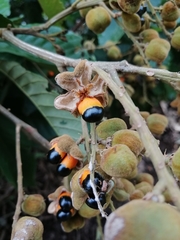 Cupania