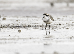 Charadrius alticola
