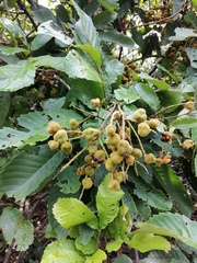 Cupania