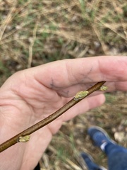 Elaeagnus angustifolia