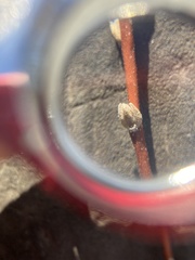 Elaeagnus angustifolia