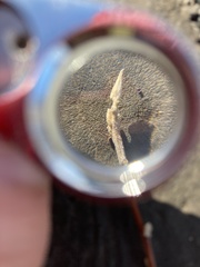 Elaeagnus angustifolia