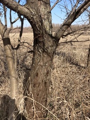 Elaeagnus angustifolia