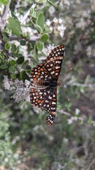 Euphydryas chalcedona klotsi