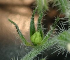 Cryptantha intermedia intermedia