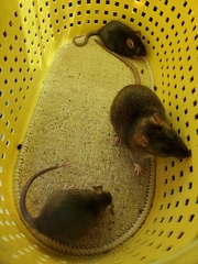 Rattus norvegicus domestica