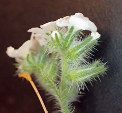 Cryptantha intermedia intermedia