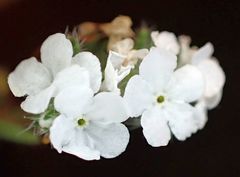 Cryptantha intermedia intermedia