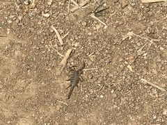 Anuroctonus phaiodactylus