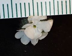 Cryptantha intermedia intermedia