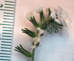 Cryptantha intermedia intermedia