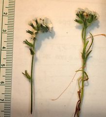 Cryptantha intermedia intermedia