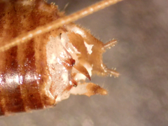 Hemiandrus sterope