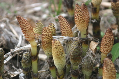 Equisetum telmateia telmateia