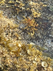 Sargassum polyphyllum