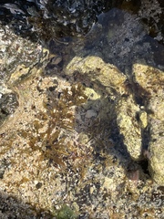 Sargassum aquifolium