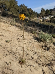 Erysimum teretifolium