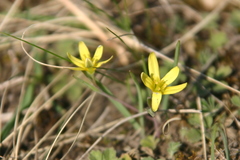 Gagea pratensis