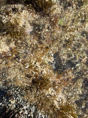 Ahnfeltiopsis concinna