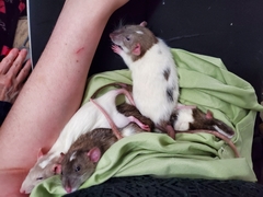 Rattus norvegicus domestica