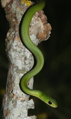 Philothamnus hoplogaster