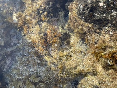 Ahnfeltiopsis concinna