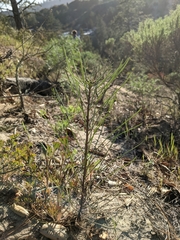 Erysimum teretifolium