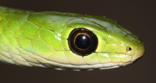 Green Water Snake