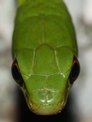 Philothamnus hoplogaster