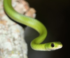 Philothamnus hoplogaster