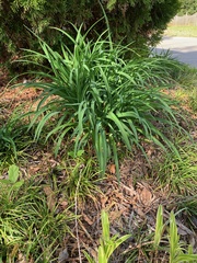 Hemerocallis lilioasphodelus