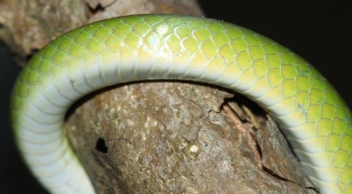 Green Water Snake