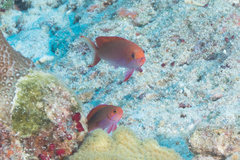 Pseudanthias cooperi