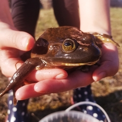 Lithobates catesbeianus