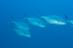 Carangichthys oblongus