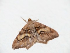 Macaria mirthae