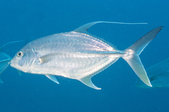 Carangichthys oblongus